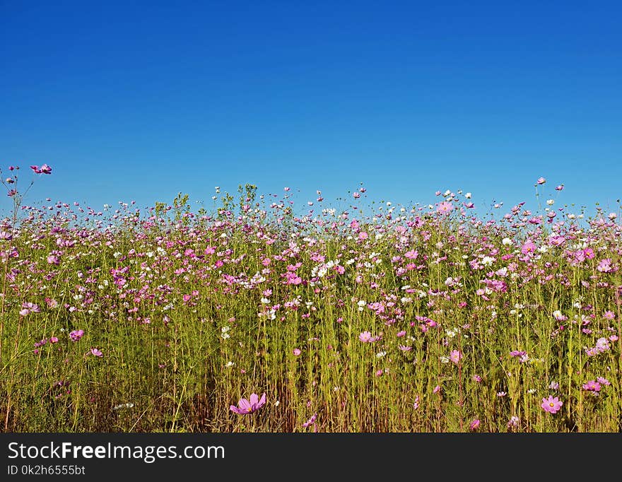 Photography of Flowers Under Clear Sky