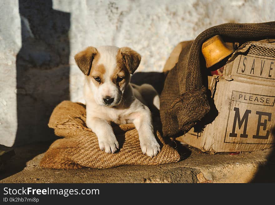 Photo of Poor homeless sad puppy sitting near boxes