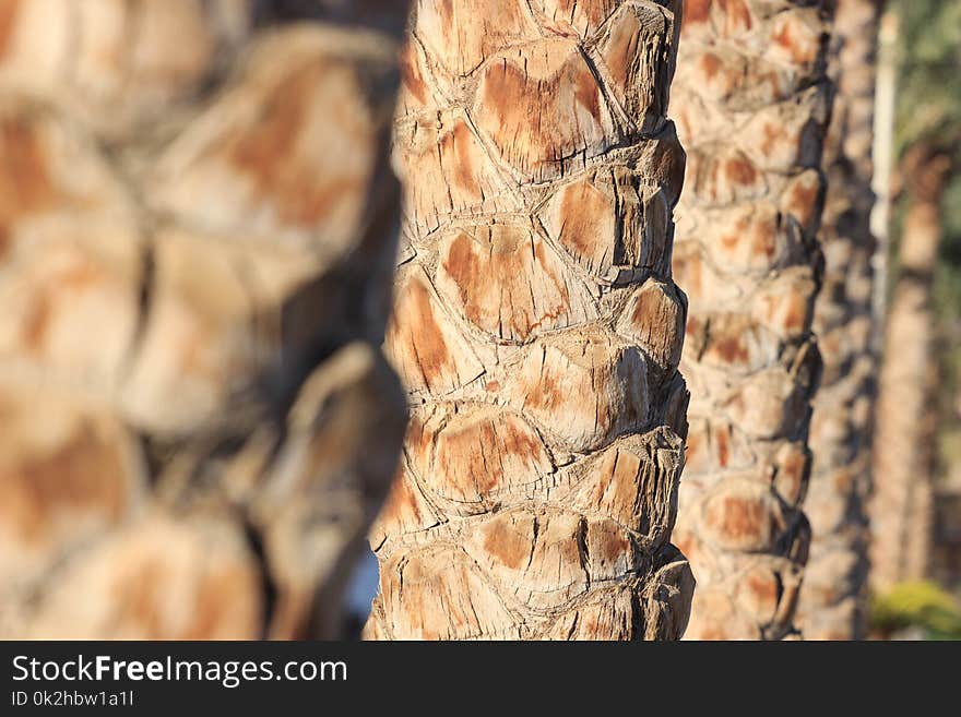 Palm tree trunk texture close up photo.