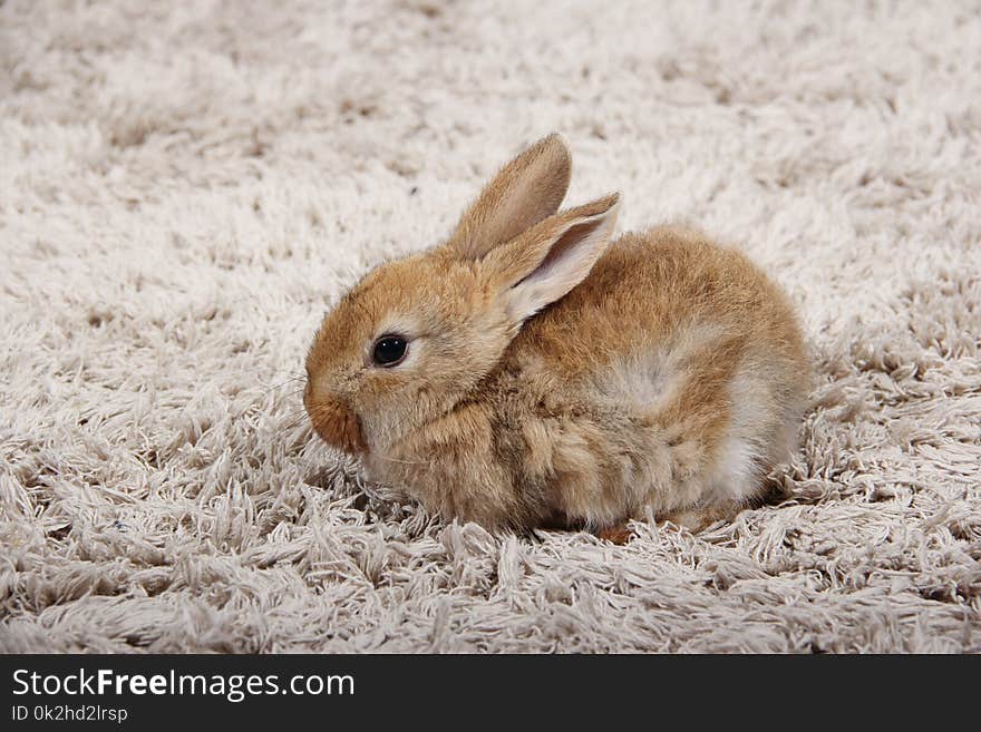 Young beige domestic bunny, rabbit sitting on a carpet in the house. Young beige domestic bunny, rabbit sitting on a carpet in the house.