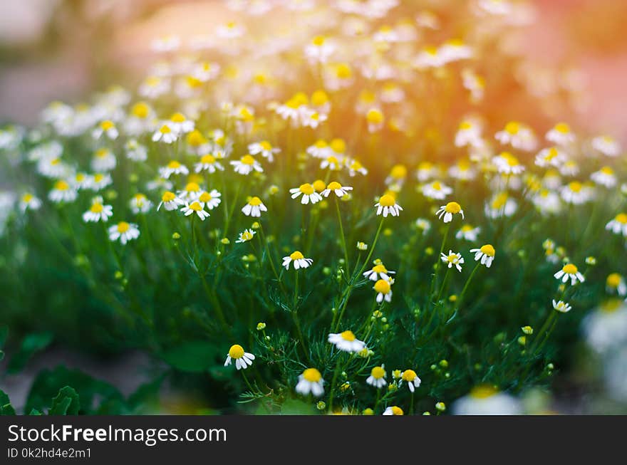 Field of chamomile close-up. beautiful meadow on a sunny day. summer flowers. nature wallpaper. nature