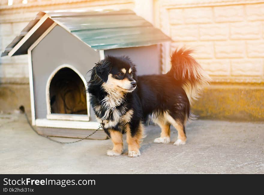 Cute happy black dog near his house on a sunny day. dog booth, house for an animal