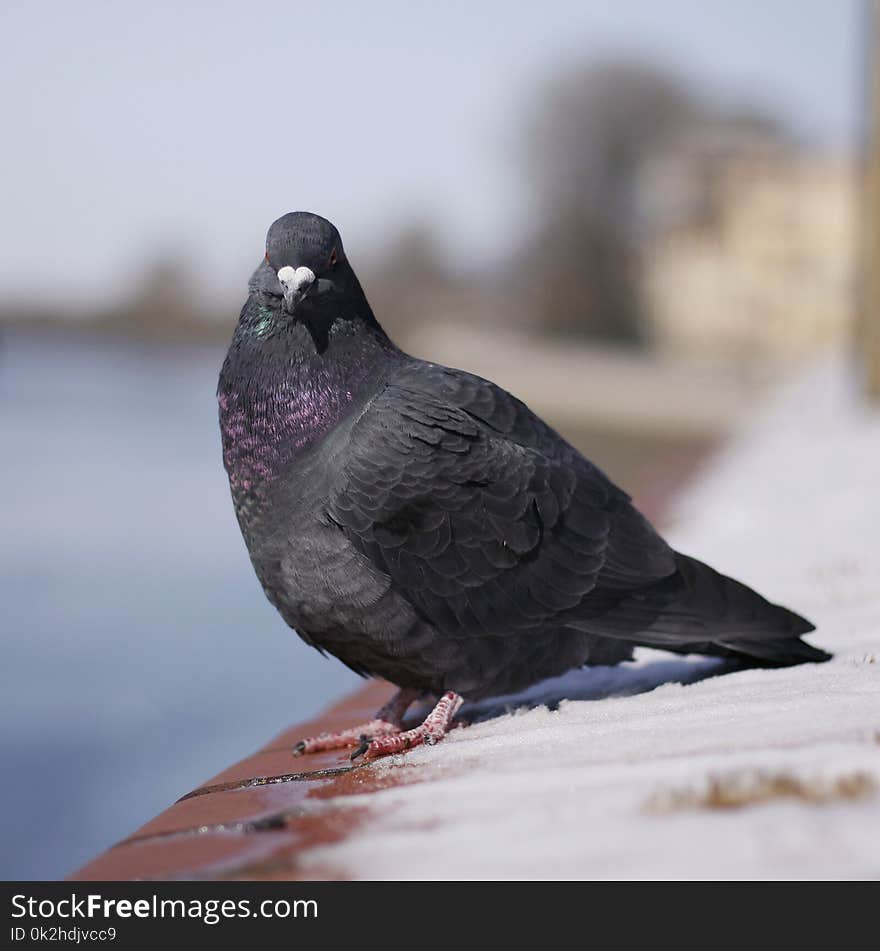 Pigeon