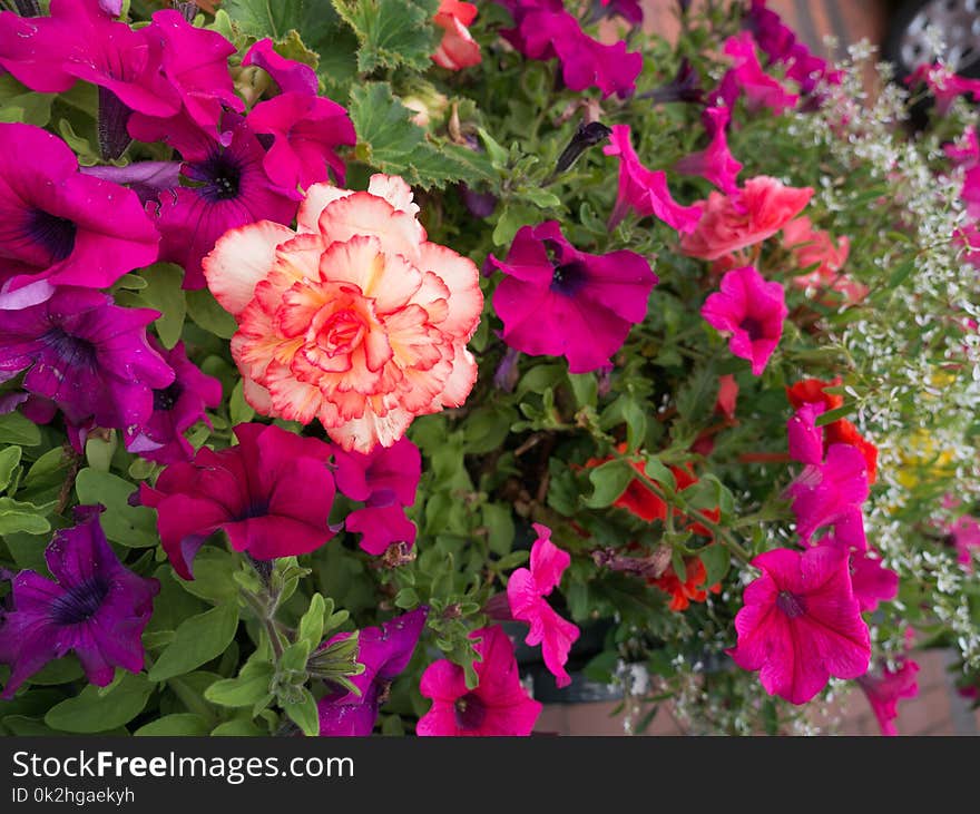 The White Red Flower Blooming Surrounded by Petunia Flowers