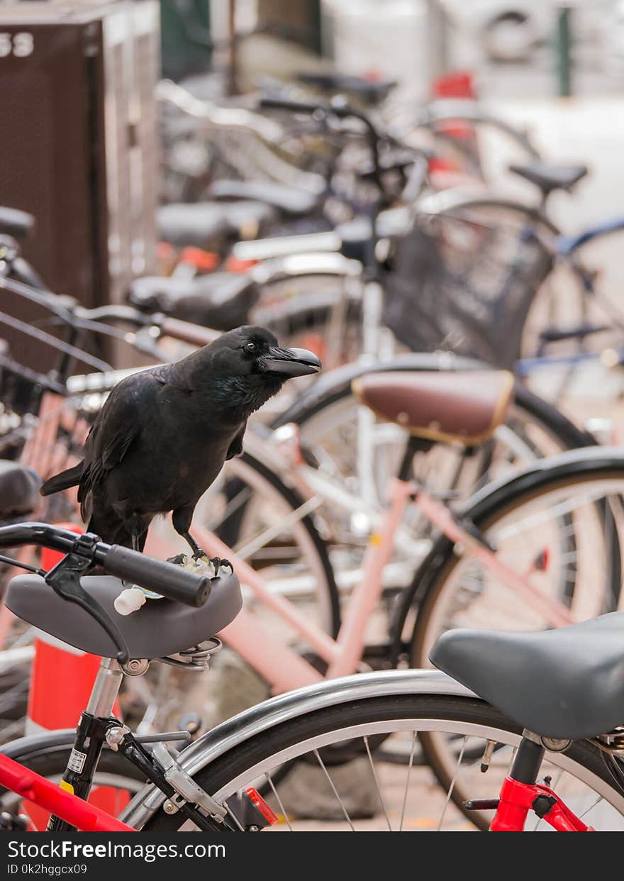 Crow on The Bicycle