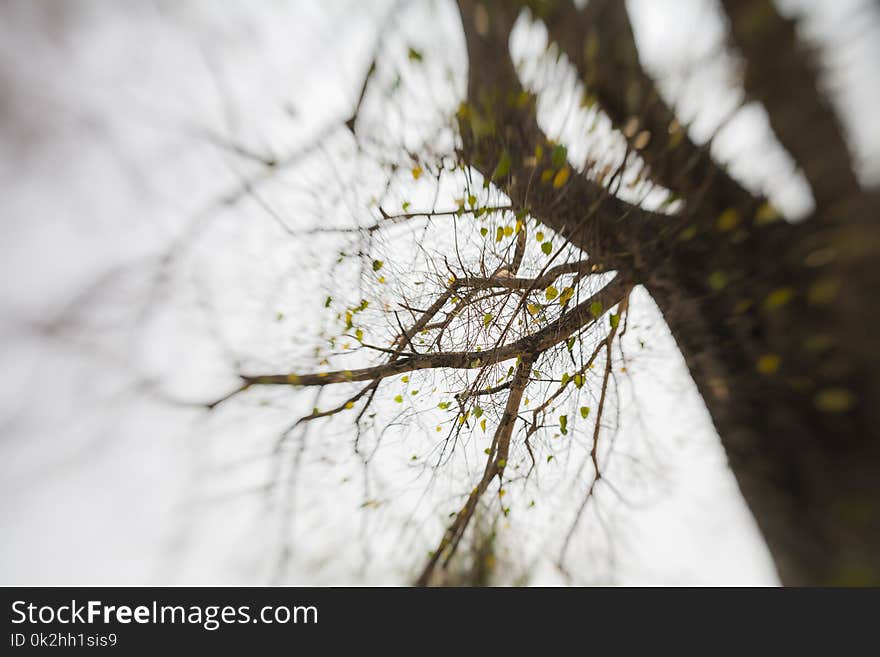 Abstract background , Abstract forest / Photo of trees in tropical forests