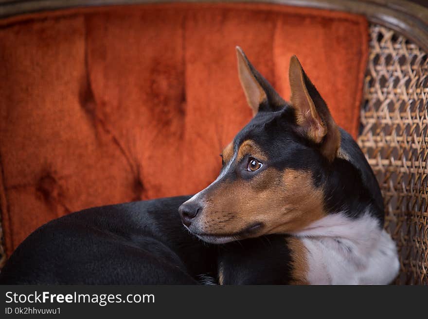 Studio profile portrait of a Rat Terrier 6-month-old puppy on an burnt orange wicker chair. Studio profile portrait of a Rat Terrier 6-month-old puppy on an burnt orange wicker chair.