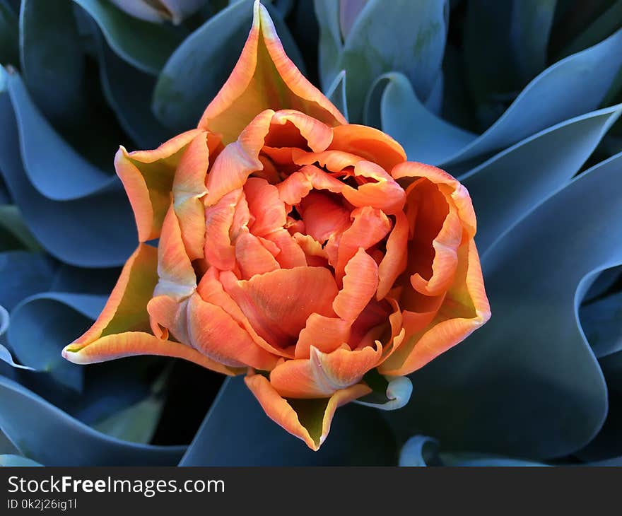 Flower, Plant, Orange, Flora