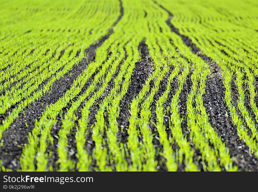 Field, Agriculture, Crop, Grass Family