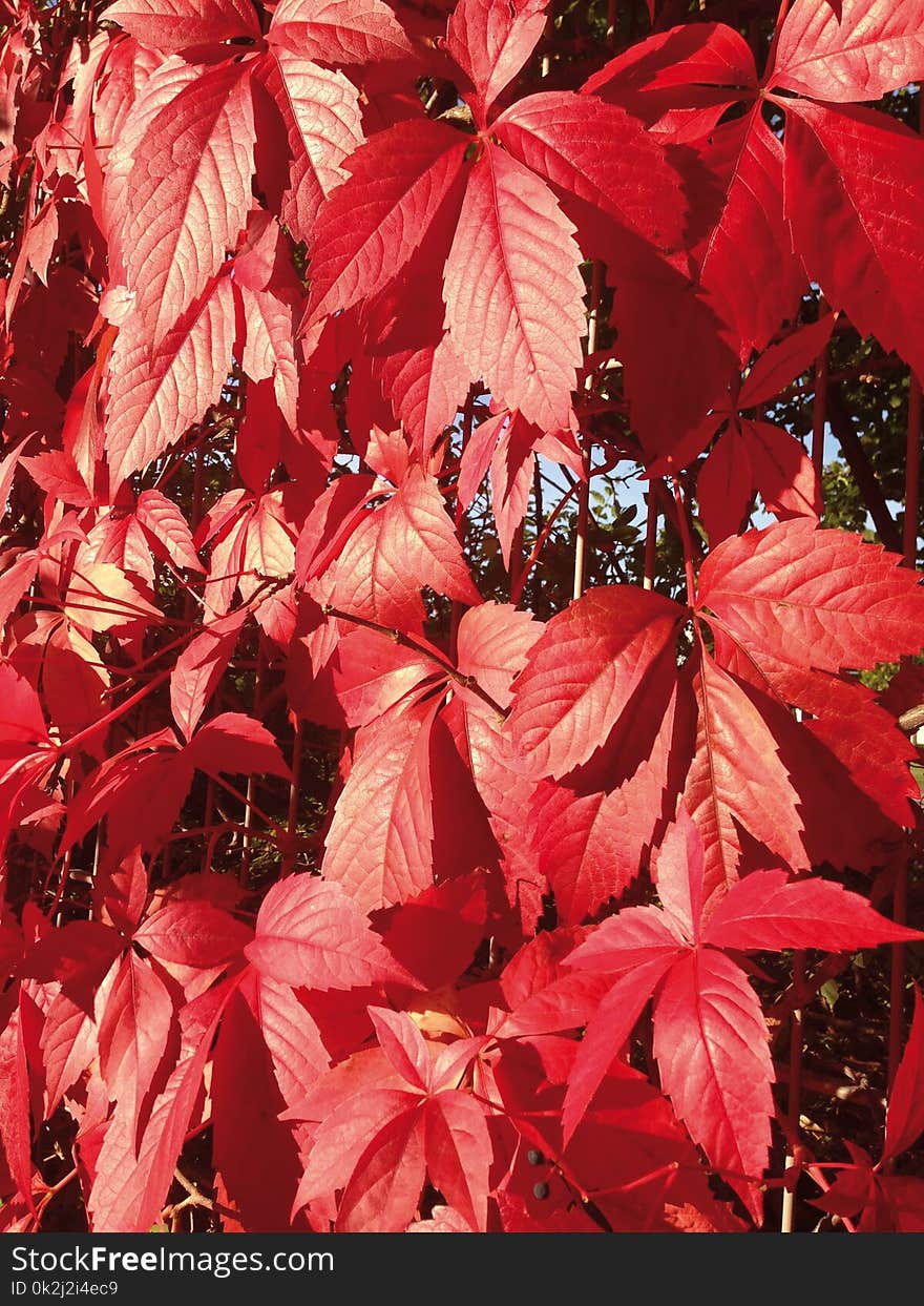 Red, Leaf, Autumn, Deciduous