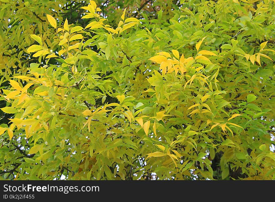 Plant, Leaf, Tree, Autumn