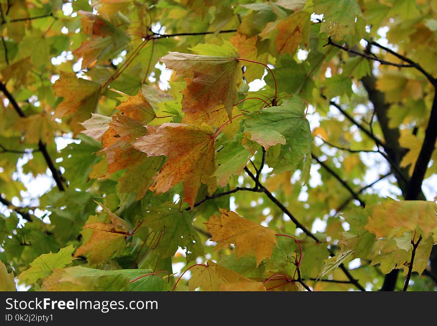 Leaf, Autumn, Tree, Deciduous