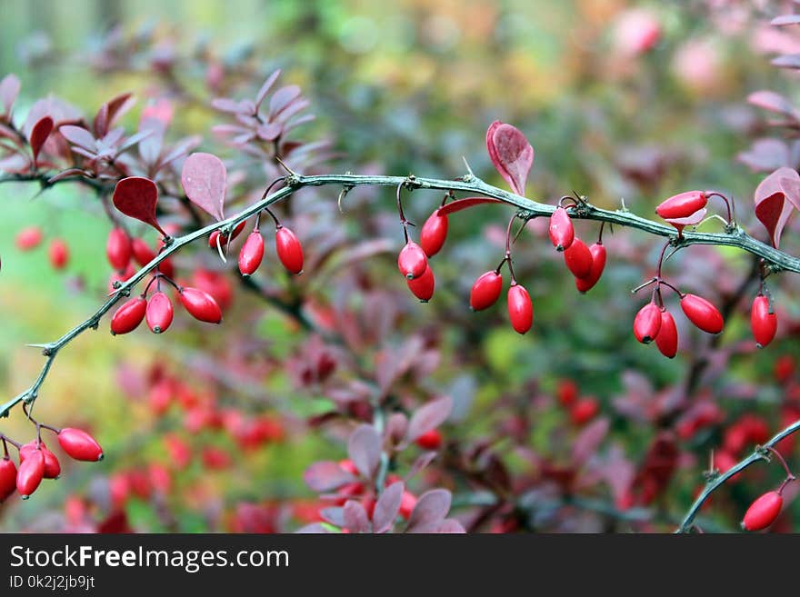 Vegetation, Plant, Leaf, Spring