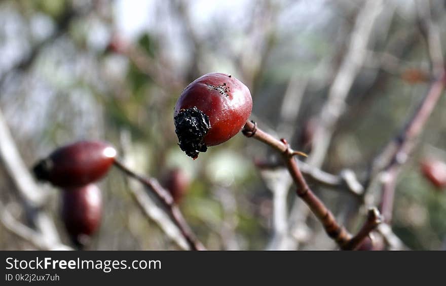 Fruit, Branch, Rose Hip, Berry