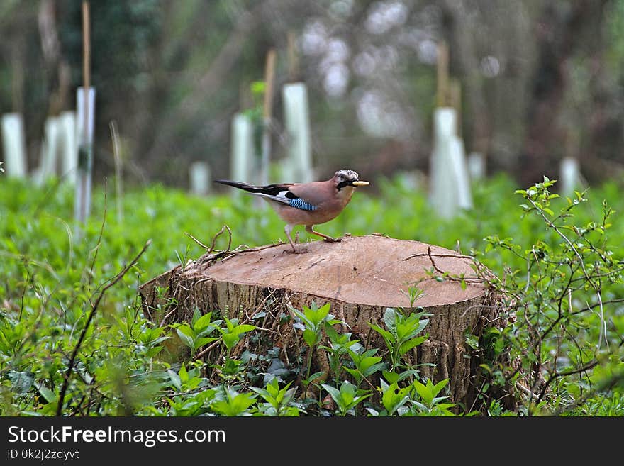 Bird, Fauna, Ecosystem, Nature Reserve