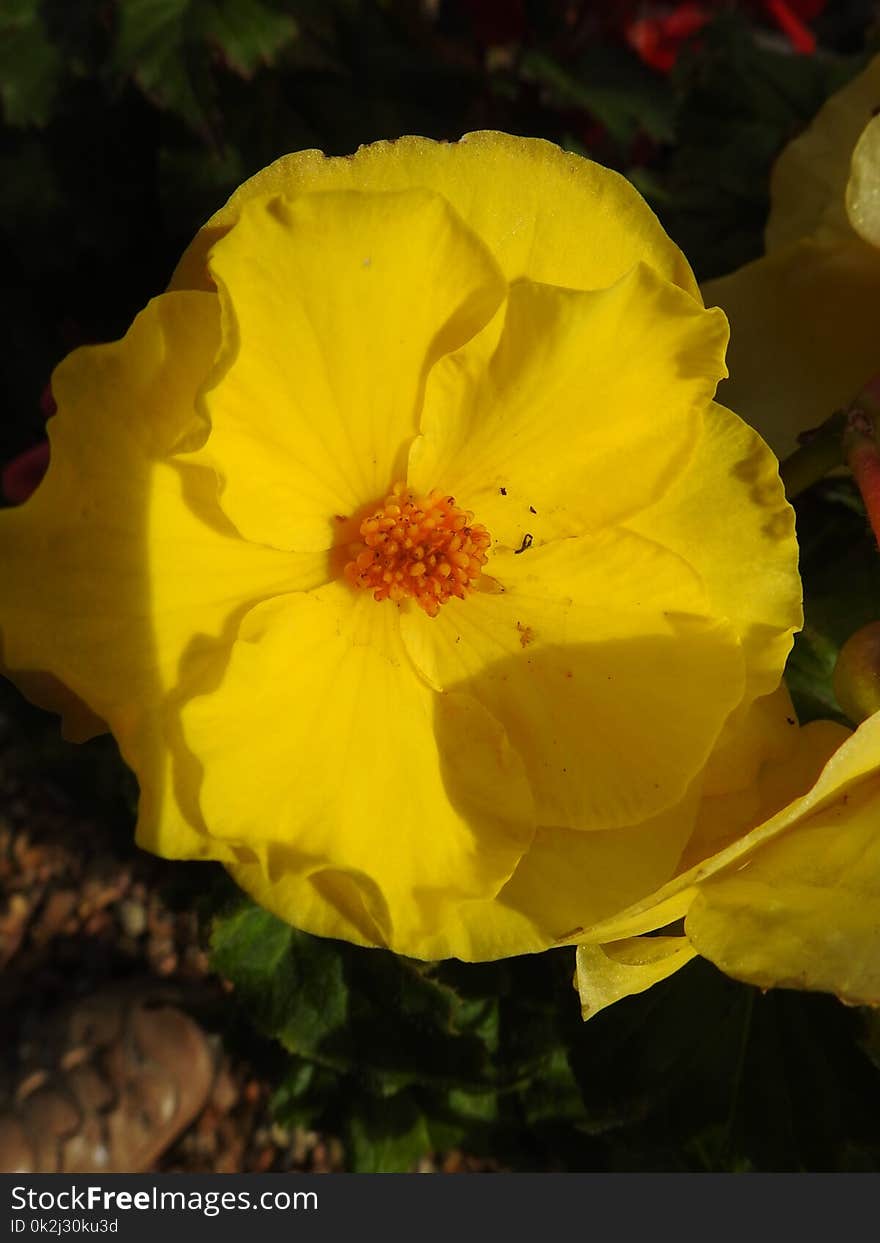 Flower, Yellow, Flora, Wildflower