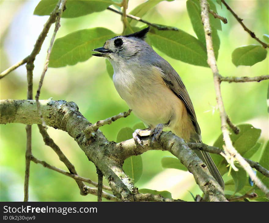 Bird, Fauna, Beak, Old World Flycatcher