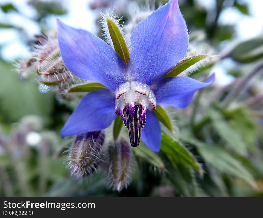 Flora, Flower, Plant, Spring