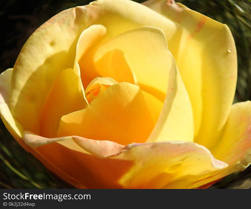 Yellow, Flower, Rose Family, Rose