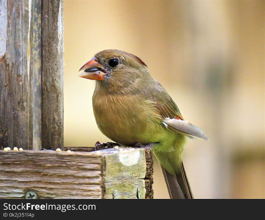 Bird, Fauna, Beak, Finch