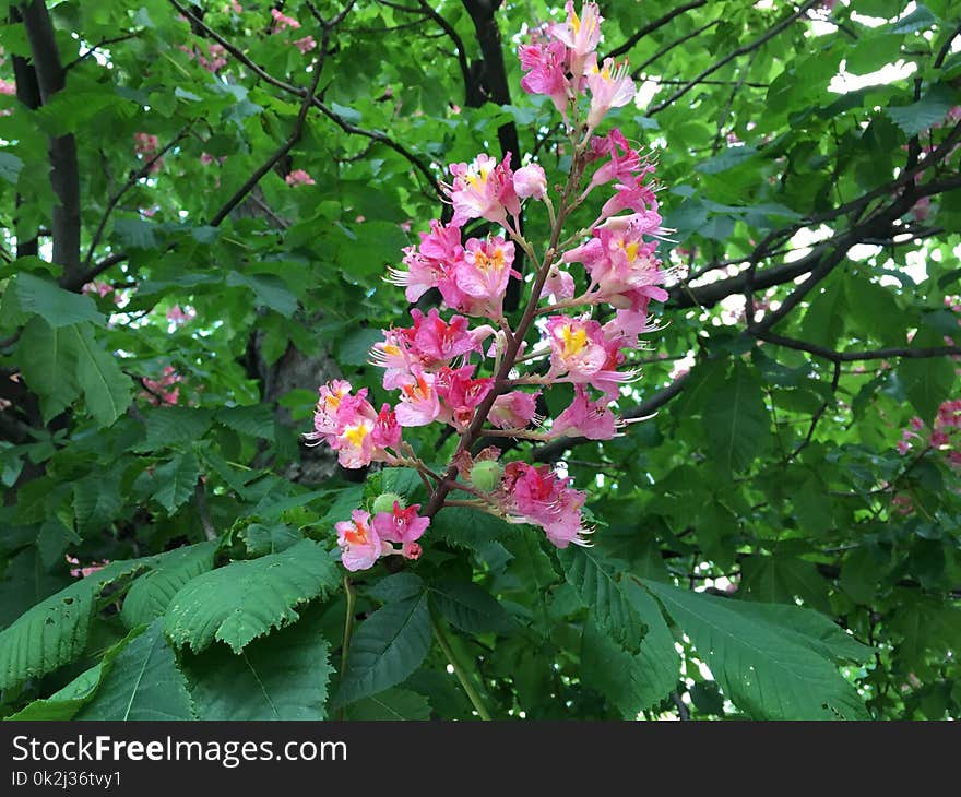 Flower, Plant, Flowering Plant, Flora