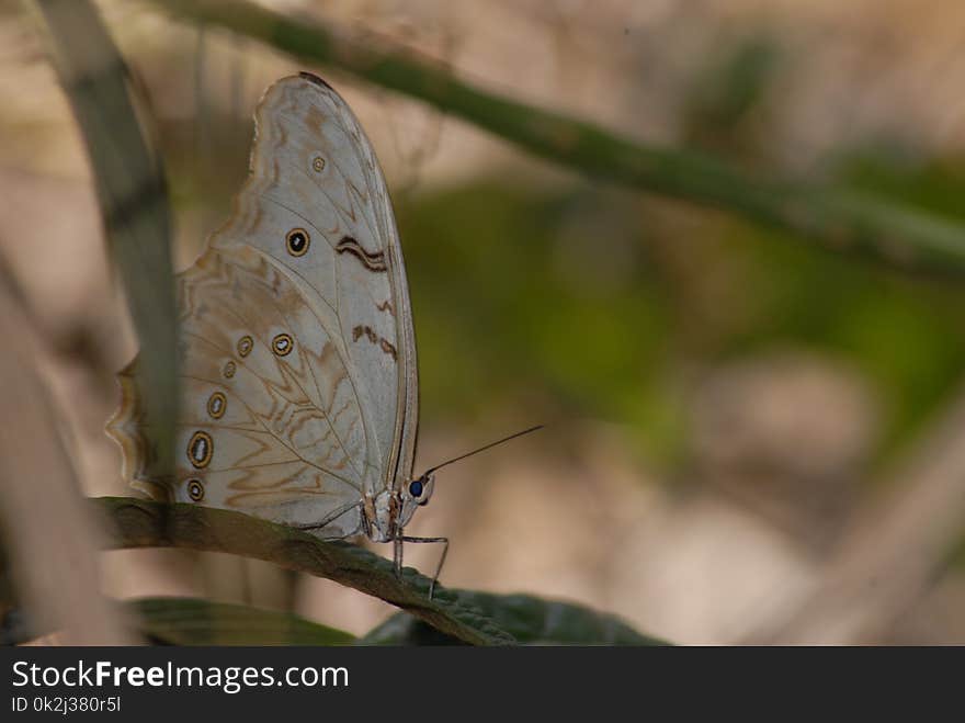 Butterfly, Moths And Butterflies, Insect, Fauna