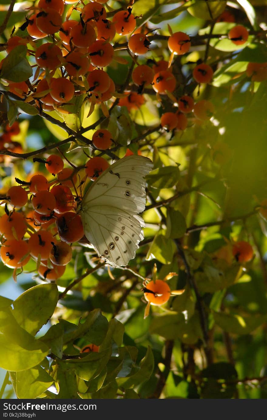 Leaf, Deciduous, Autumn, Flora