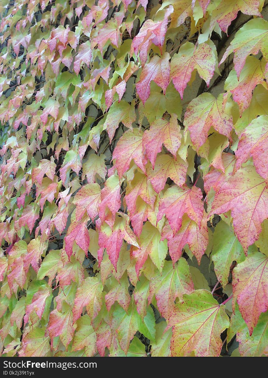 Leaf, Plant, Autumn, Deciduous