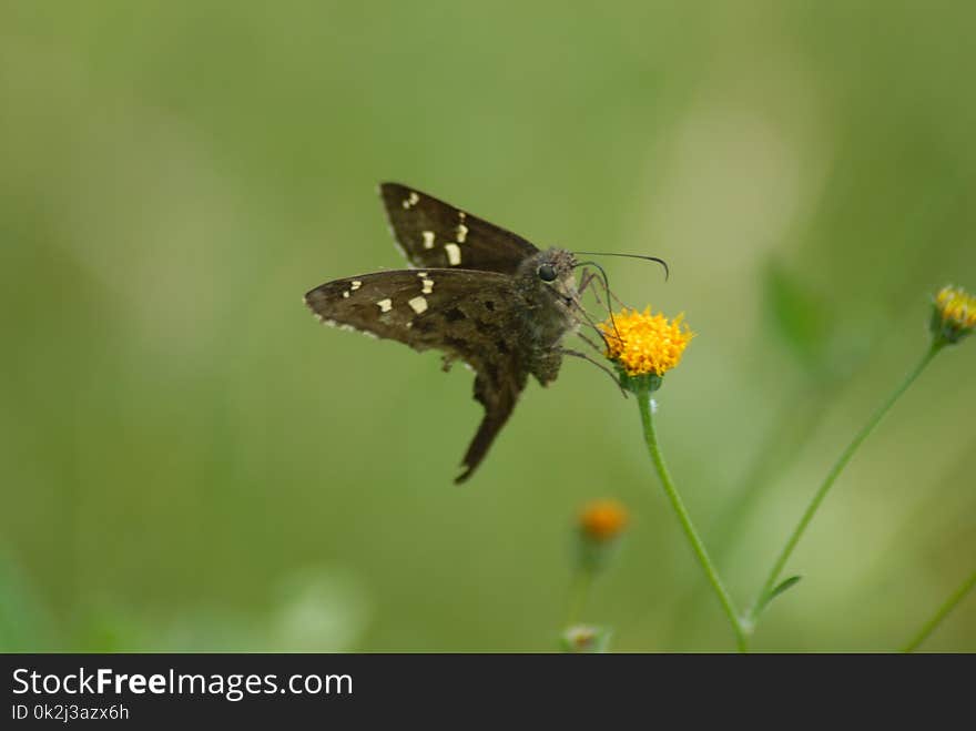 Butterfly, Insect, Moths And Butterflies, Brush Footed Butterfly