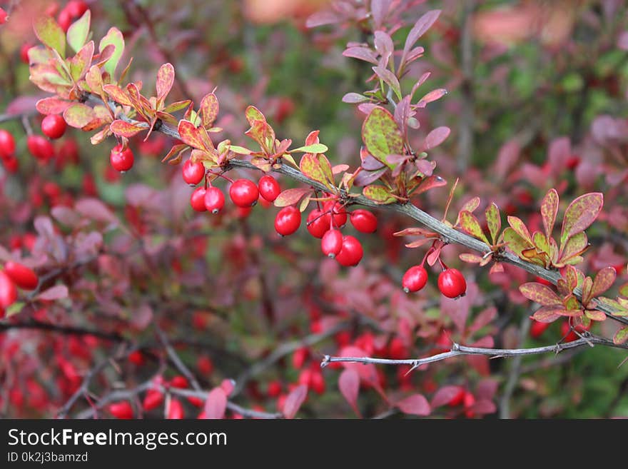 Plant, Branch, Heteromeles, Pistacia Lentiscus