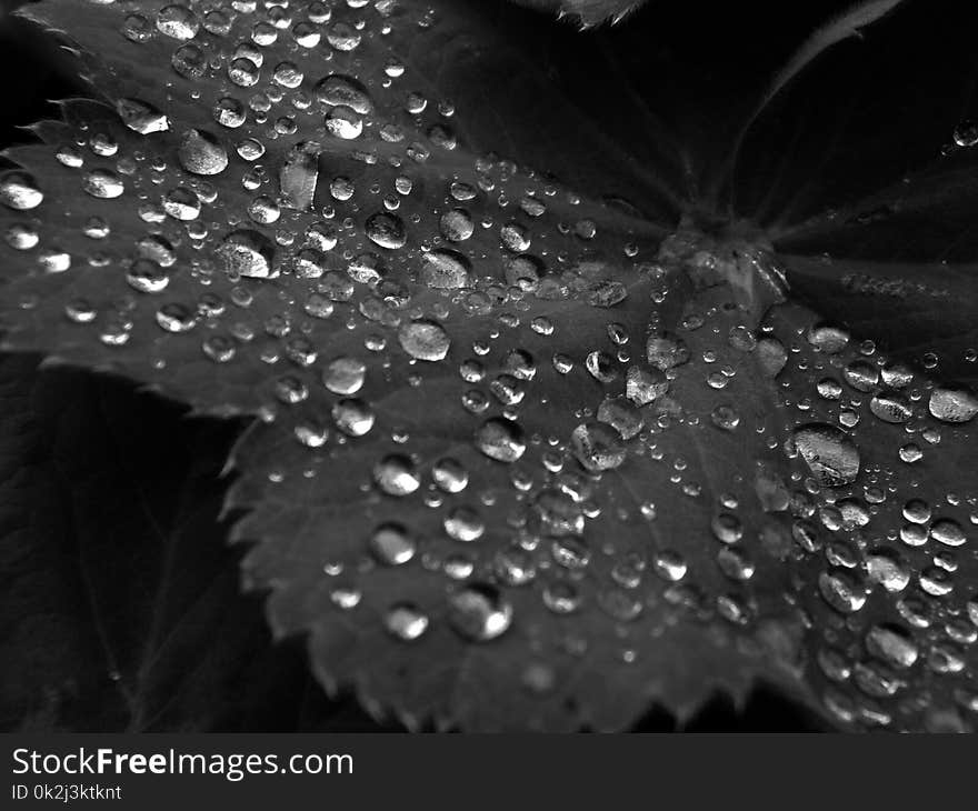 Water, Drop, Black And White, Black