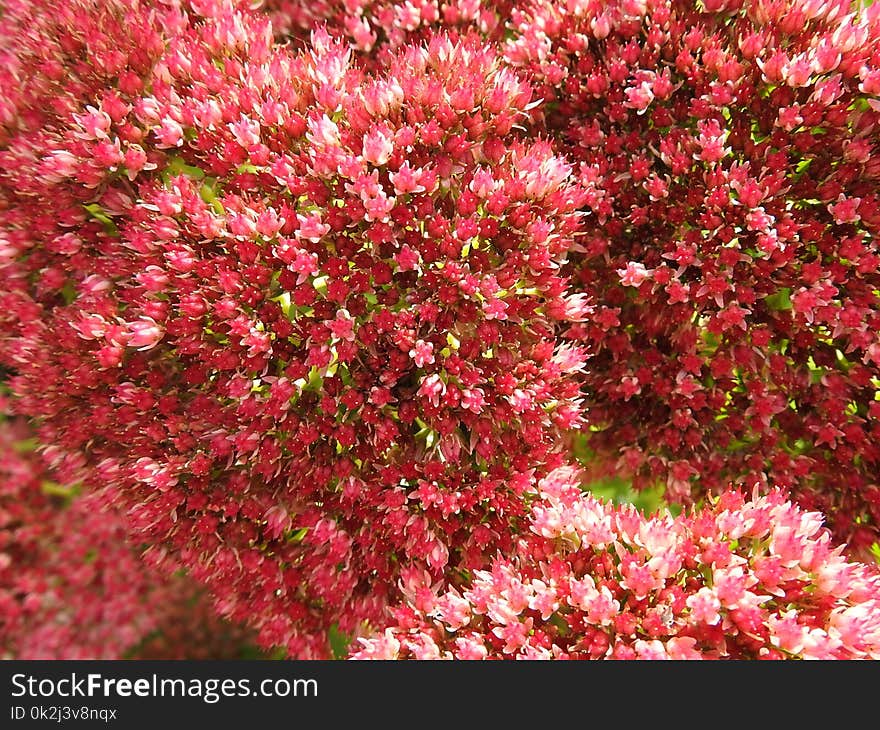 Plant, Vegetation, Leaf, Autumn