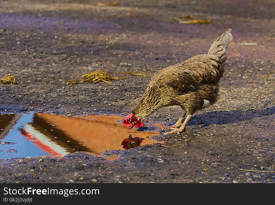 Bird, Fauna, Galliformes, Beak