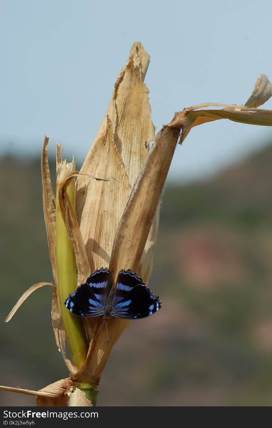 Fauna, Insect, Wildlife, Pollinator