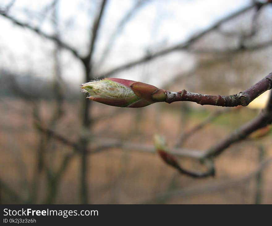 Branch, Bud, Plant, Twig