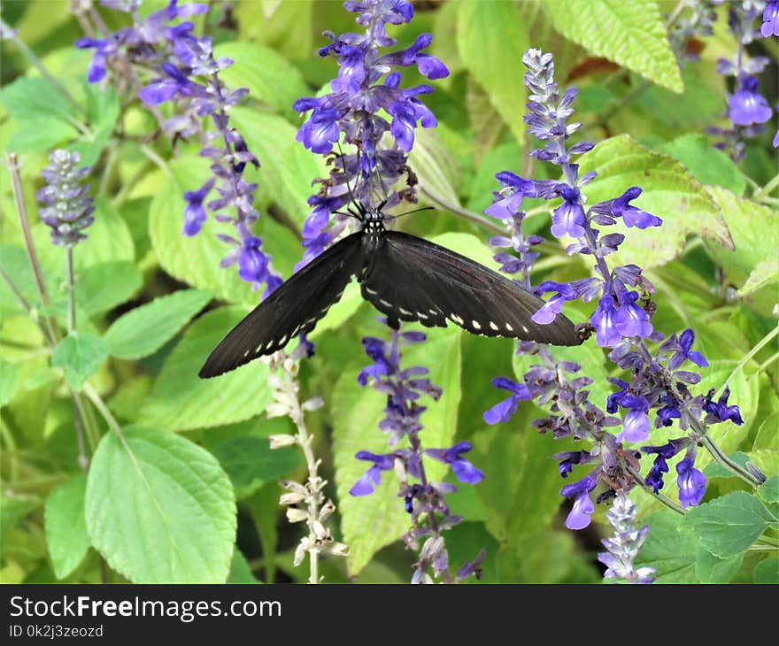 Plant, Common Sage, Hyssopus, Pollinator