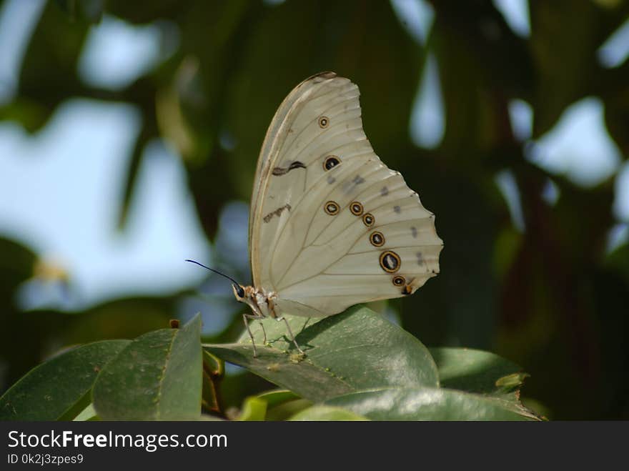 Butterfly, Moths And Butterflies, Insect, Lycaenid