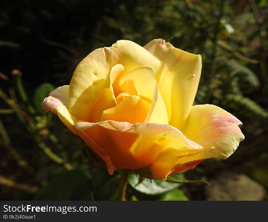 Rose Family, Flower, Rose, Yellow