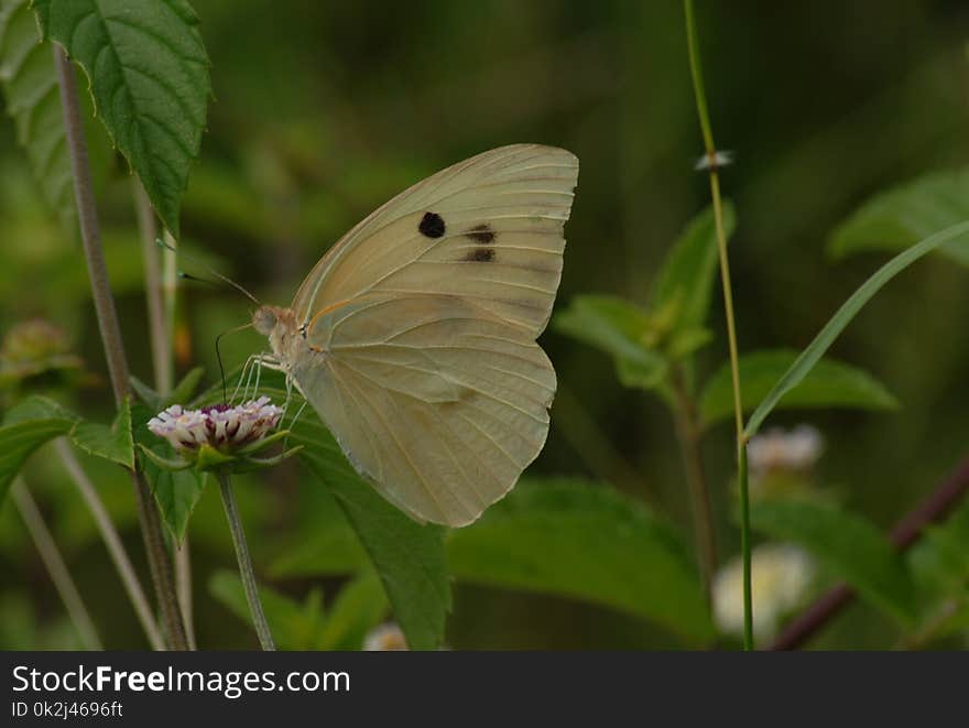 Butterfly, Moths And Butterflies, Insect, Lycaenid