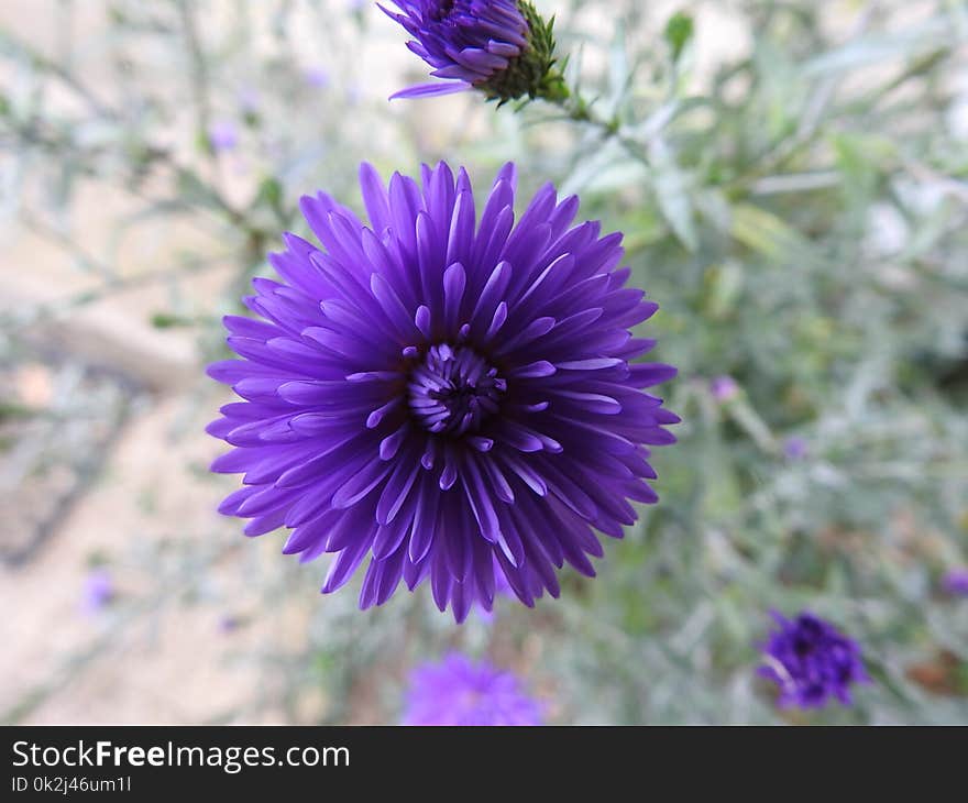 Flower, Purple, Aster, Violet