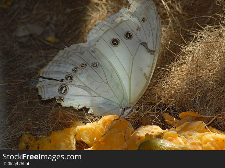 Moths And Butterflies, Butterfly, Insect, Invertebrate