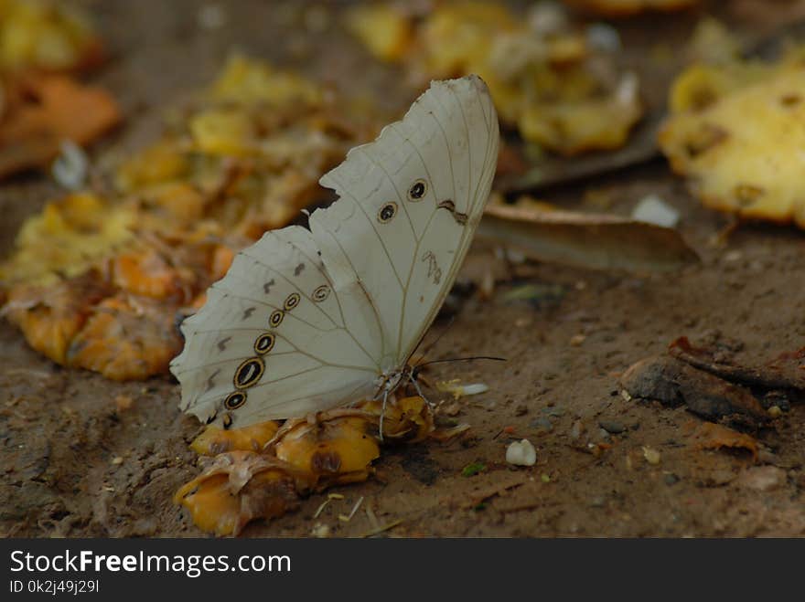 Moths And Butterflies, Insect, Invertebrate, Butterfly