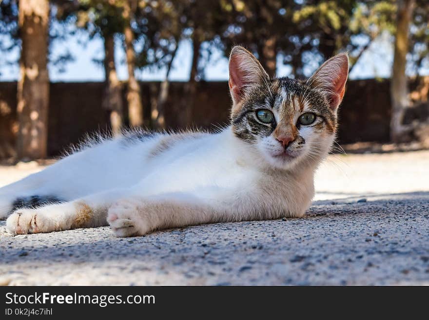 Cat, Small To Medium Sized Cats, Fauna, Whiskers