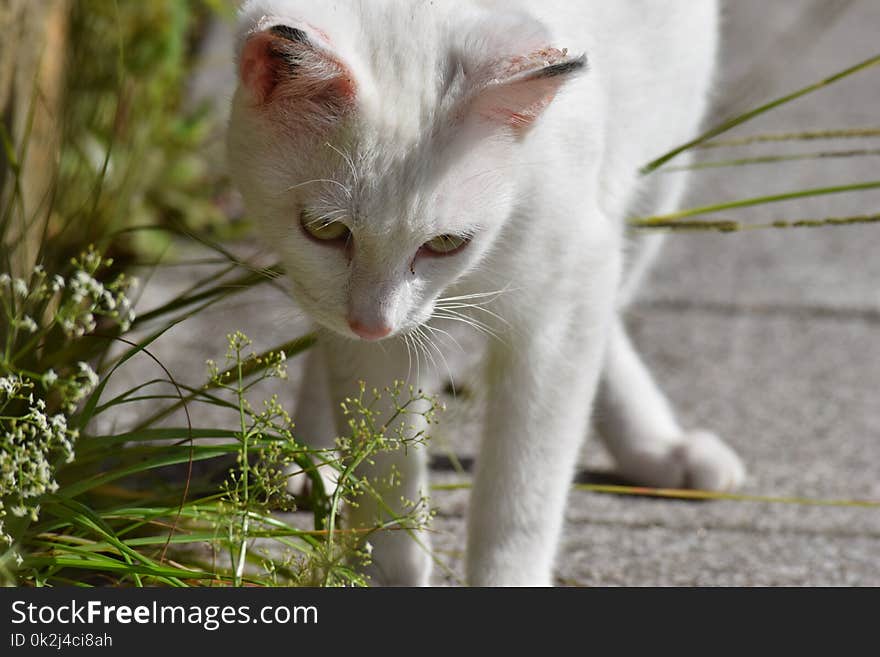 Cat, Fauna, Whiskers, Small To Medium Sized Cats