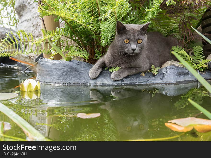 Cat, Fauna, Small To Medium Sized Cats, Chartreux