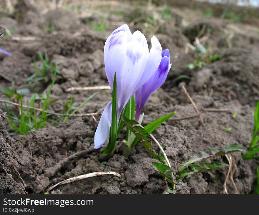 Flower, Plant, Crocus, Flowering Plant