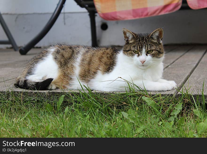 Cat, Fauna, Whiskers, Small To Medium Sized Cats