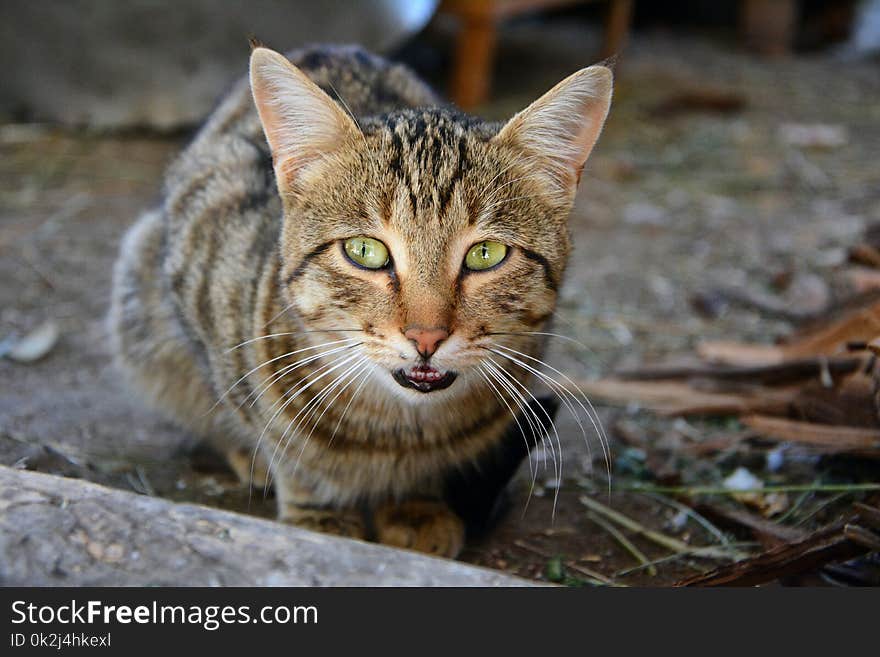 Cat, Fauna, Mammal, Whiskers