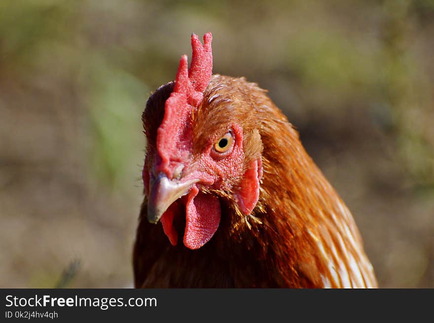 Chicken, Beak, Galliformes, Rooster