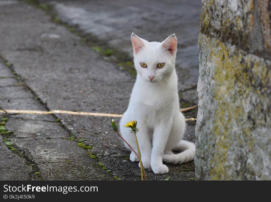 Cat, Fauna, Small To Medium Sized Cats, Cat Like Mammal